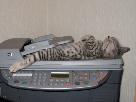 猫画像｜コピー機の上は暖かいにゃーん