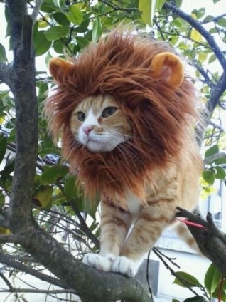 猫画像｜オレはライオンになる