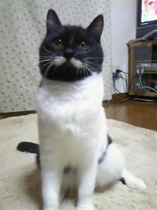 猫画像｜白ちょび髭