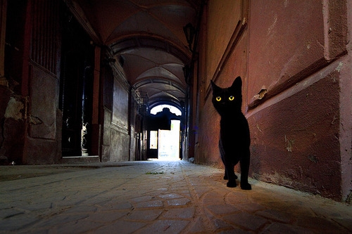 猫画像｜パトロール黒猫