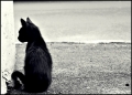 角の先を見つめる黒猫