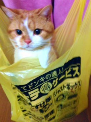 猫画像｜今日の購入品♡(笑)