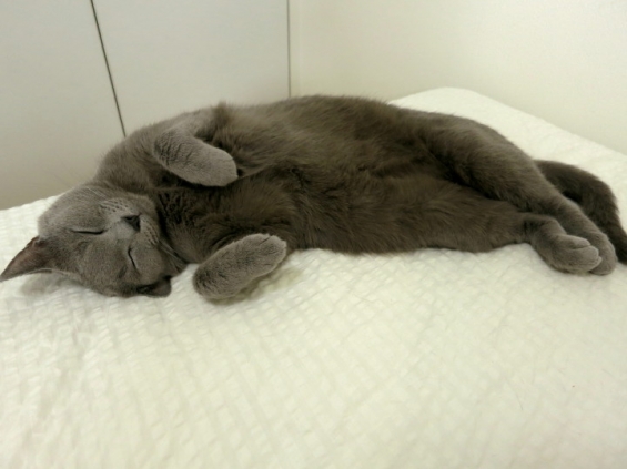 猫画像｜ラッコ寝！