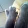 猫画像｜手のような脚