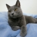 猫画像｜ブルーの毛布の上で