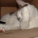 猫画像｜恵美ちゃんの大好きな紙箱