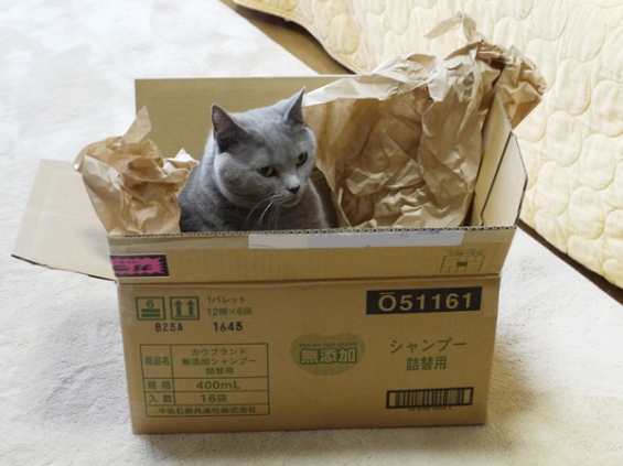 猫画像｜幸せのゴミ箱姫