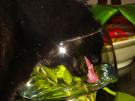 猫画像｜花瓶の水を飲む黒い影