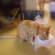 猫画像｜MIU,LEO 食事風景
