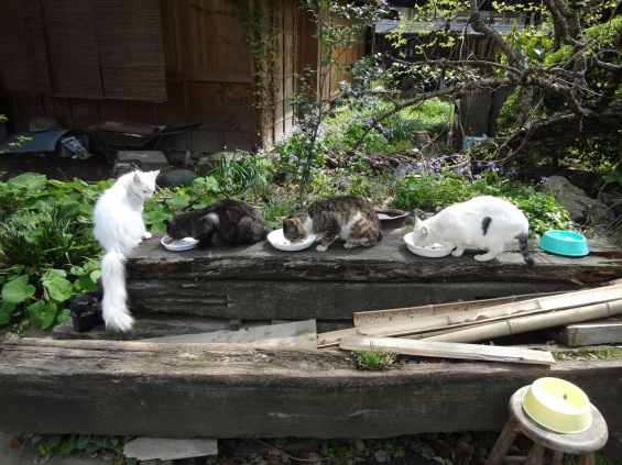 猫画像｜川越の猫たち
