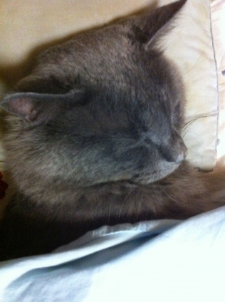 猫画像｜寒いんで、お布団きて寝てます・・・