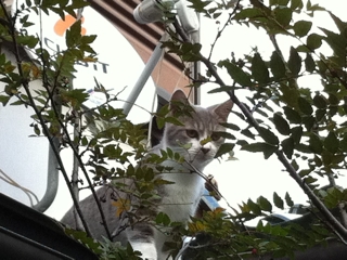 猫画像｜屋根の上のグレコ