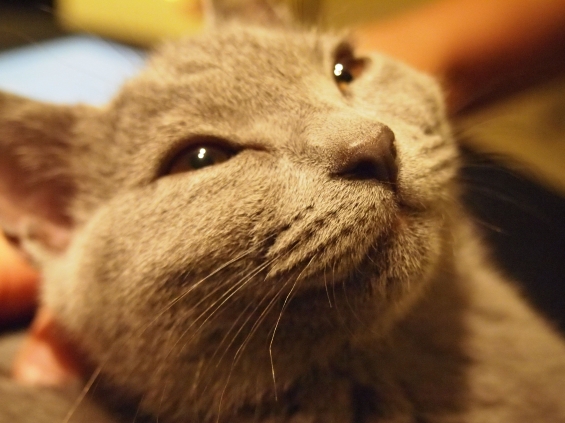 猫画像｜微笑み猫シャルトリュー