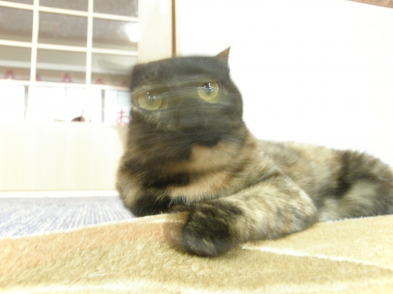 猫画像｜サビちゃん　お顔プルプル