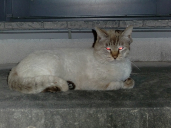 猫画像｜赤い目のむっちり野良猫