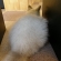 猫画像｜モヘアの毛糸玉風