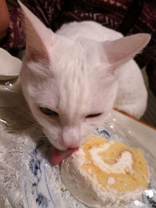 猫画像｜雪菜のグルメ　記念日のロールケーキ
