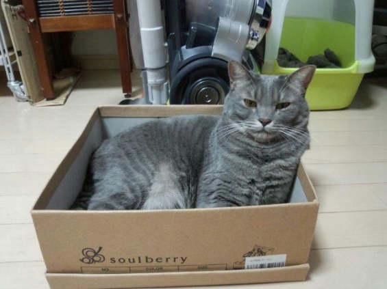 猫画像｜ブーツの箱