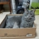 猫画像｜ブーツの箱