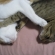 猫画像｜ナゾのポーズ