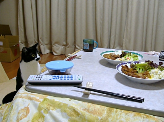 猫画像｜ご飯をお待ちしておりますニャ