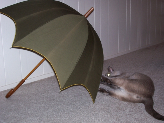 猫画像｜傘と遊ぶ半蔵プー