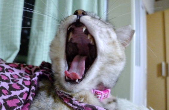 猫画像｜今日は叫びたい気分ニャアアアアアアア！！