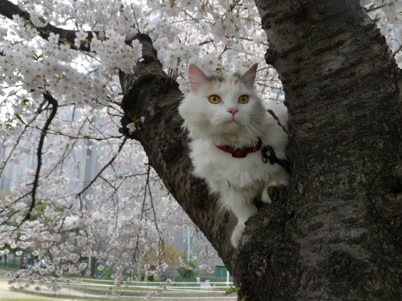 猫画像｜桜と猫