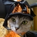 猫画像｜オレンジの魔女！