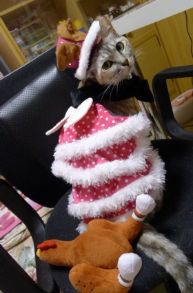 猫画像｜クリスマス④