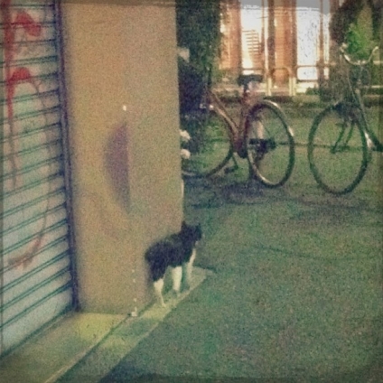 猫画像｜夜の街へ