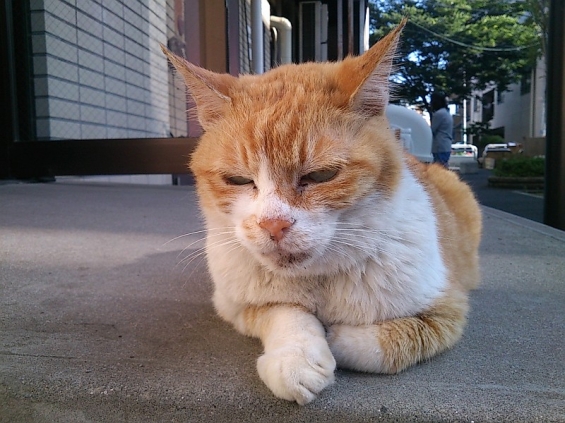 猫画像｜チャーちゃんの憂鬱