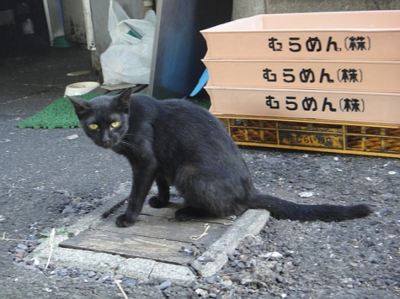 猫画像｜黒ちゃん＠黒猫総選挙