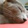 猫画像｜熟睡