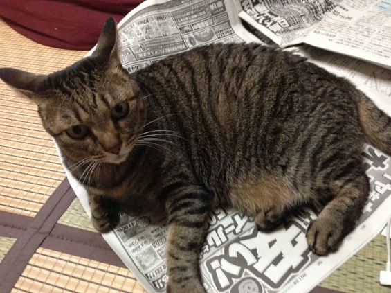 猫画像｜新聞よりも私を見て！