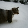 猫画像｜はな　初の雪