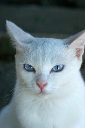 猫画像｜blue  eyes