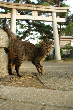 猫画像｜神社猫