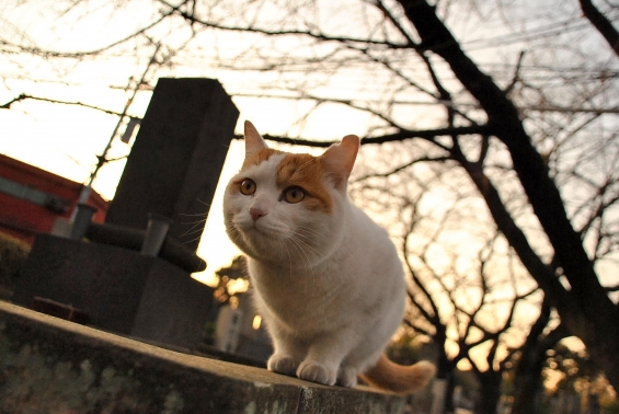 猫画像｜谷中墓地のねこさん 　4