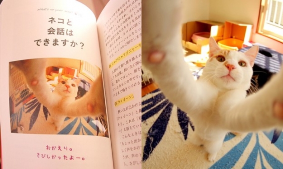 猫画像｜本に載った。