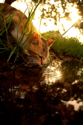 猫画像｜お水おいしいにゃ。