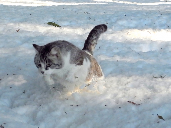 猫画像｜雪　猫