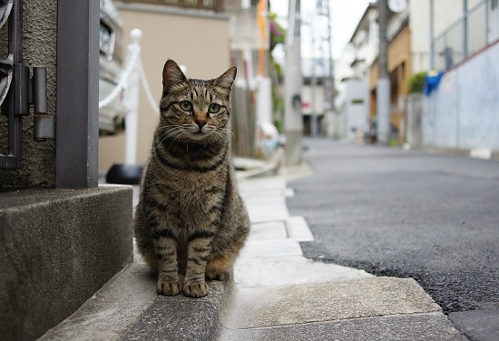 猫画像｜高円寺の猫