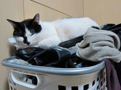 猫画像｜お洗濯物の上が好きにゃ