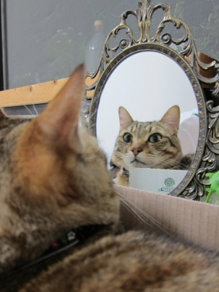 猫画像｜鏡よ鏡よ鏡しゃーん！