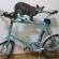 猫画像｜自転車にも乗れますよ（多分）