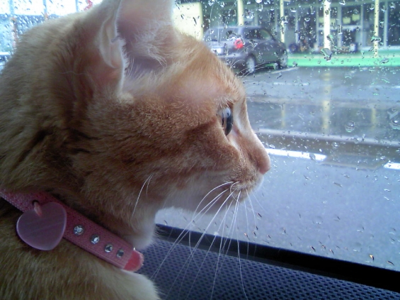 猫画像｜雨の日のドライブ