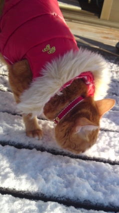 猫画像｜雪！