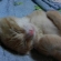 猫画像｜寝！！！