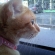 猫画像｜雨の日のドライブ
